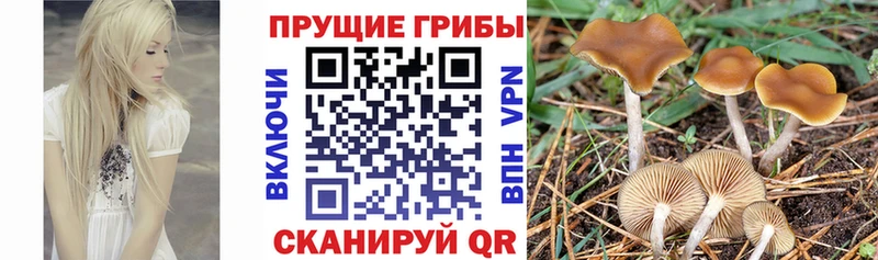 Галлюциногенные грибы Psilocybe  купить наркоту  omg ссылка  Кизляр 